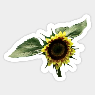 Sunflowers - Yellow and Brown Sunflower Sticker